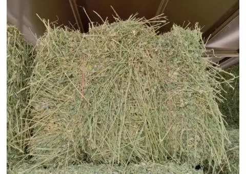 1st cut hay